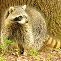 raccoon photo